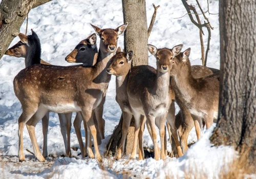 Plaga jeleni w Anglii: niszczą pola i lasy. Rząd wprowadza plan zwalczania.