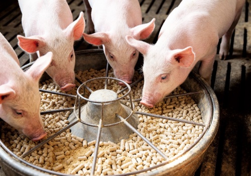 Okołoodsadzeniowy zespół zahamowania przyrostów świń