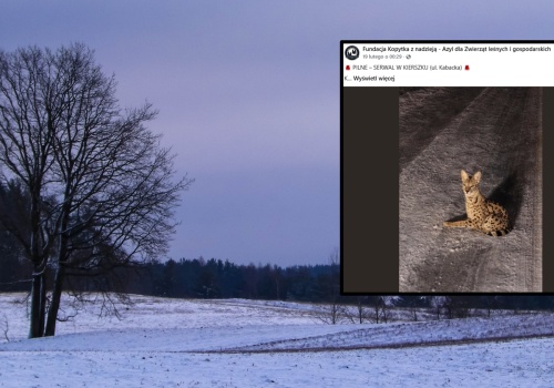 Mieszkańcy zgłosili, że widzieli 