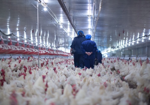 Ptasia grypa w Małopolsce. Ognisko w Waksmundzie, restrykcje obejmują 11 gmin