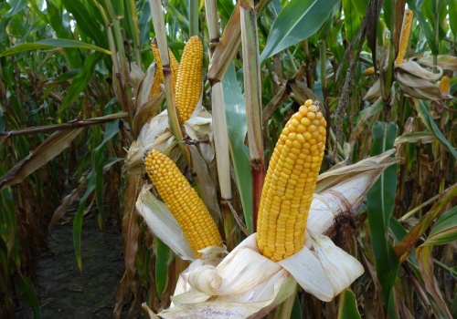 Porównanie dynamiki oddawania wody w kukurydzy – odmiany Flint i Dent