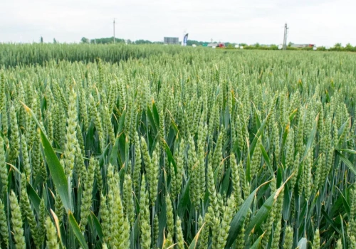 Mniej nawozu, ten sam plon. Jak obniżyć koszty nawożenia zbóż?