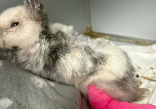 Obciął mu uszy i połamał łapę. 10 tys. zł nagrody za informacje o sprawcy