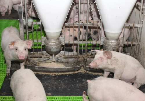 Niewidzialny wróg w paszy. „Koktajl mykotoksyn” najmocniej uderza w świnie