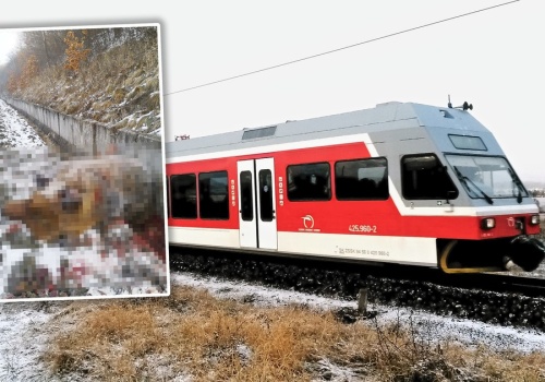 Dramat na torach w Słowacji. Pociąg osobowy zderzył się z... niedźwiedziem