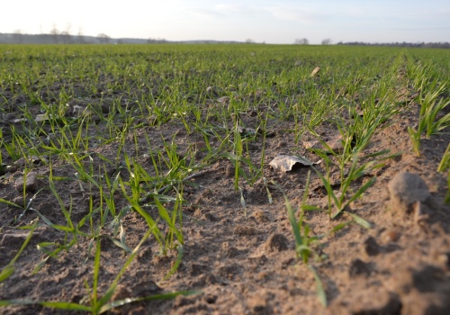 Jak nawozić pszenicę po zimie?