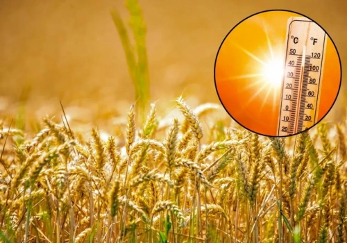 Ekstremalne upały drastycznie obniżają plony pszenicy. Co może zrobic rolnik?