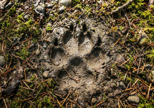 Bieg Pamięci Żołnierzy Wyklętych „Tropem Wilczym” w Kraśniku. Sportowe upamiętnienie bohaterów