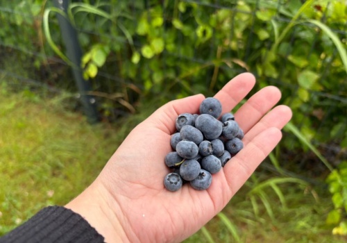 Niepozorny odpad ze szklanki wzmacnia borówkę. Ogrodnicy sypią i zbierają wiadra owoców