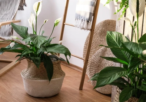 Obierz, dodaj melasy, odstaw. Skrzydłokwiat obsypie się kwiatami