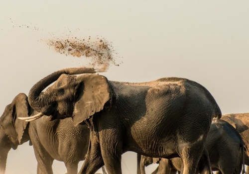 To największe ssaki lądowe. Jest coś, czego o nich nie wiemy