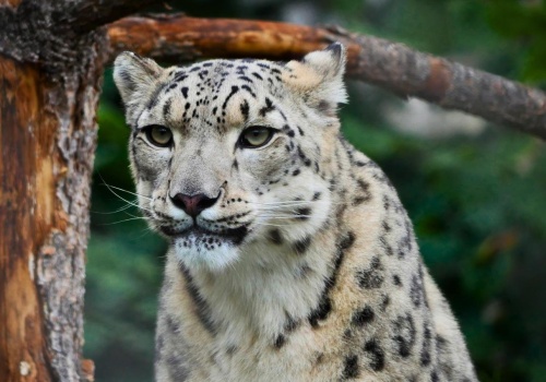 Suri czy myszojeleń? Kto zostanie Zwierzakiem Miesiąca?