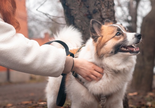 Masz psa? Musisz zapłacić. Tyle w 2026 roku
