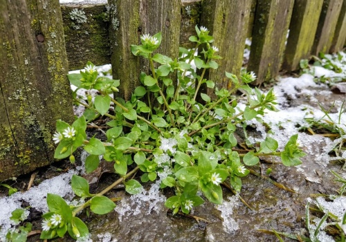 W lutym rośnie wszędzie. Chwast, z którym zamiast walczyć lepiej zrobić sobie kanapkę