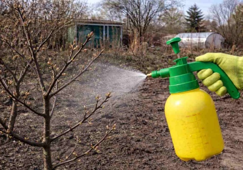 Twoje drzewa słabo owocują? Ten prosty oprysk może to zmienić