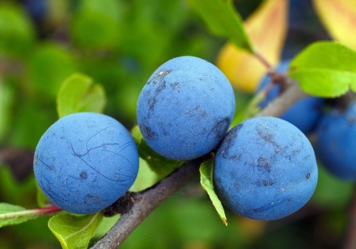 Posadź obok śliwki. W sezonie owoce będą dorodne i słodkie jak cukierki
