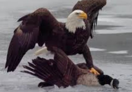 Amerykańskie złoto w hokeju: Amerykański orzeł dusi kanadyjską gęś