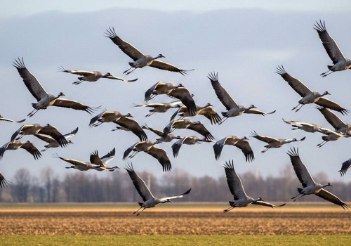 Całe stada ptaków lecą nad Polską. Wiemy, co się dzieje