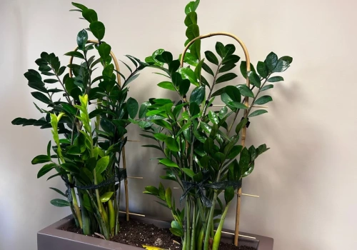 Zamiokulkas stoi w miejscu? Jeden składnik uruchomi fotosyntezę i budzi go do życia