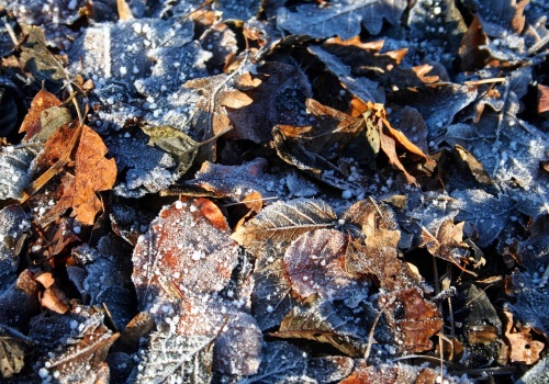 Wiosna w lutym? Ryzyko dla rolników po gwałtownym ociepleniu