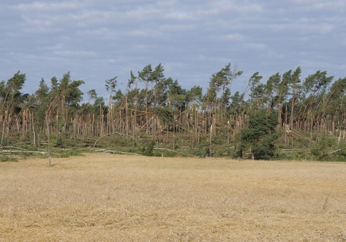 50 mln drzew w ramach narodowego sadzenia. Teraz grożą wycinki