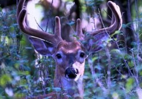 Niezwykłe odkrycie: Jelenie zostawiają świetlne ślady. Ujawniono sygnały UV