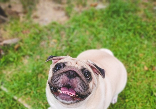 Pekińczyki i chiny japońskie z najwyższym ryzykiem BOAS. Analiza ras psów
