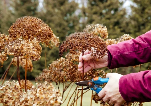 Źle utniesz i nie zakwitną w sezonie. Przycinanie hortensji po zimie