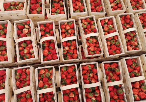 Truskawka, borówka, malina: które jagody dają dziś najlepszy zwrot z hektara? Analiza opłacalności przed sezonem 2026