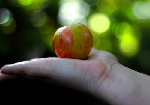 Sadownicy a MERCOSUR: jakie są realia i przyszłość branży