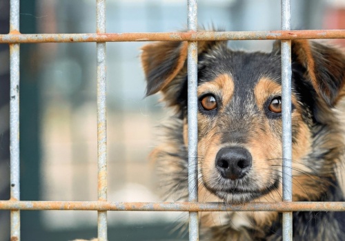 Oferują 1500 zł na adopcję psów ze schroniska. Gmina wprowadza 