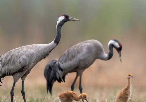 Setki żurawi w Wielkopolsce. Niezwykłe nagranie zachwyciło internautów. 