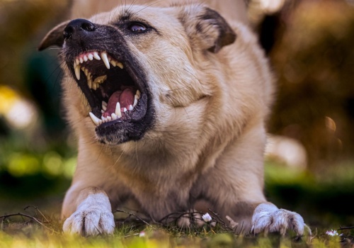 Obowiązkowe OC dla psów: Koniec chaosu!