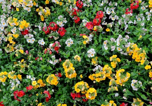 Pelargonie nie mają przy niej szans. To ta roślina będzie rządzić na balkonach