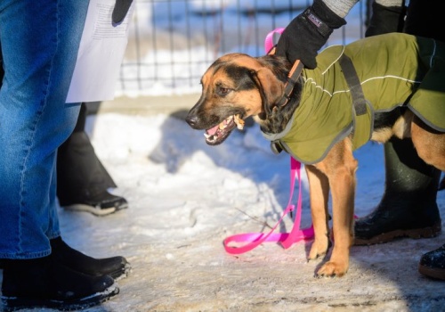 Duży sukces akcji „Rozgrzej Słodziaka” w łódzkim schronisku