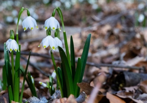 Zwiastun wiosny pojawił się w górach. Tworzy dywany kwiatów