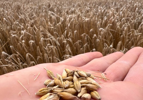 Jęczmień jary – jakie odmiany wybrać w 2026 r. do swojego gospodarstwa?