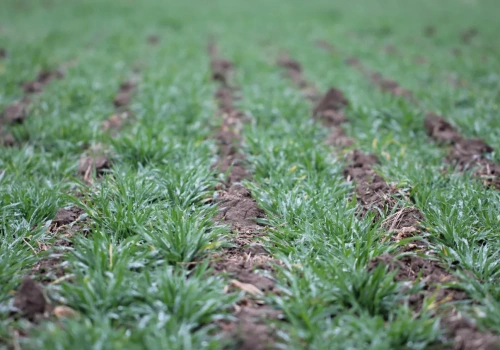 Odwilż, burze i mróz. Jak wpłyną na rzepak i zboża ozime?