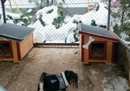 Gmina Sońsk zapłaci za adopcję czworonoga ze schroniska