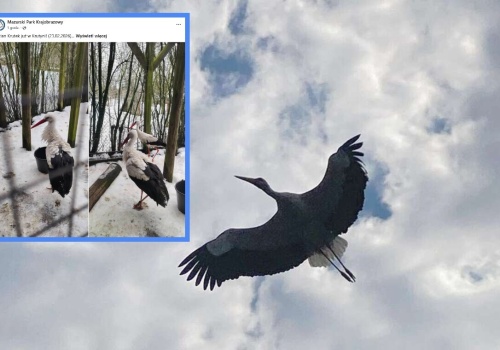 Bocian Krutek, zwiastun wiosny, jest już w Krutyni na Mazurach!