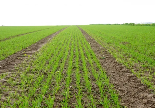 Biostymulatory i produkty mikrobiologiczne: COMPO EXPERT stawia na rolnictwo precyzyjne