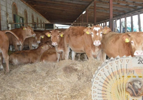 Odszkodowania po likwidacji stad nie tylko za zwierzęta. Szerszy katalog strat od 2026 r.