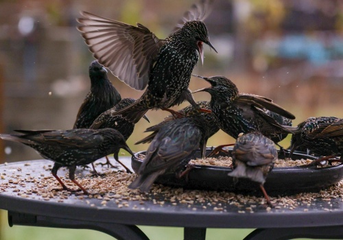 Ustawowa kolejność dziedziczenia to pułapka. Dobrze to widać na tym przykładzie