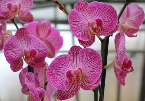 Włóż do doniczki storczyka. Będzie rósł jak na drożdżach i pięknie zakwitnie