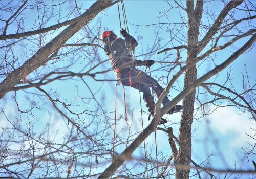 Duża inwestycja drogowa w Krakowie. Umowa podpisana, 235 drzew do wycinki