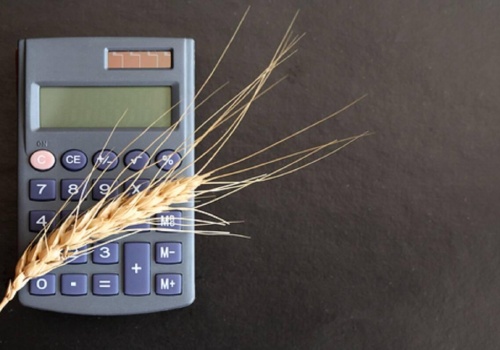 23.02.2026 Ceny skupu zbóż, kukurydzy, oleistych i strączkowych: stawki utknęły na niskim poziomie