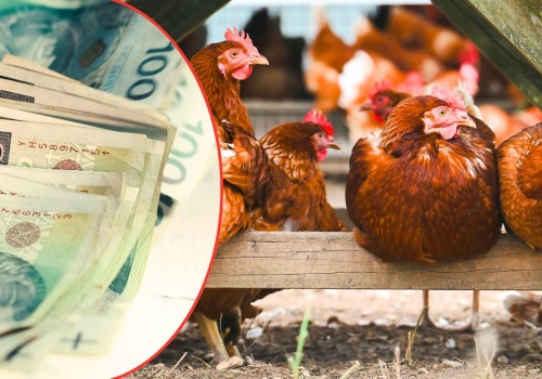 Biurokracja dobija małe gospodarstwa. Ministerstwo wskazuje na 120 000 zł dotacji