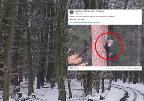 Leśnicy z Bieszczad pokazali nagranie. Ponad 90 tys. wyświetleń