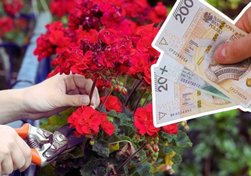 500 zł za kwiaty na balkonie to nie żart. Przepisy są bezlitosne