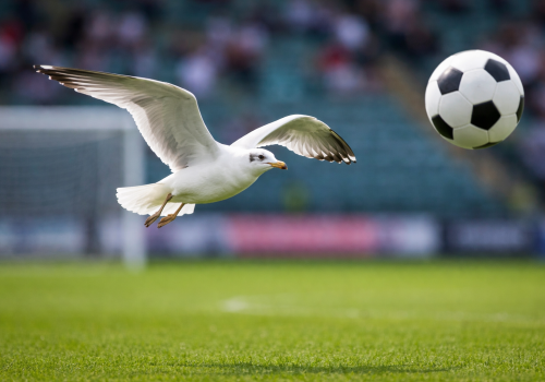 Bramkarz uderzył piłką mewę podczas meczu. Zawodnik ruszył z resuscytacją... ZOBACZCIE FILM